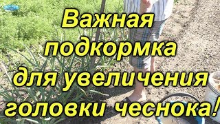 Чеснок-важная подкормка для увеличения головки!