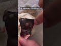 Helping a Baby Ball Python Hatch🥚🐍😍