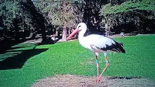 White Storks Silly Dance