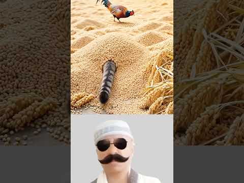 بين حب القمح تسل ل القط بخفةحتى وصل للدجاجة البرية وأمسكها بغتة   