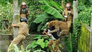 Caught on camera: Leopard attacks forest guard thumbnail