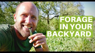 How to Forage Free Food in Your Own Backyard!