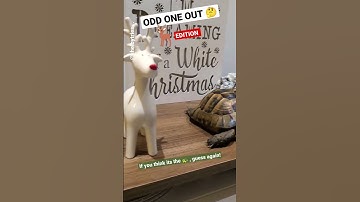 ODD ONE OUT 🤔🐢. 🦌 Edition. #shorts #tortoise #turtle #oddoneout #funny #cute #christmas