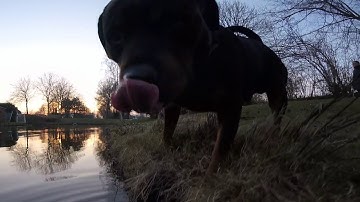 Coopers Day Out   | Feiyu WG2 Hero 5 session 1080p 60fps