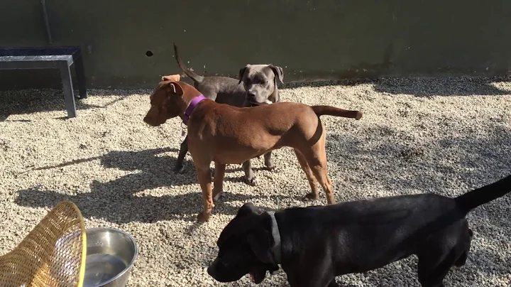 pebbles, constance, bruce