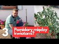 Pomidory między kwiatami w doniczkach? - czy to sie uda?