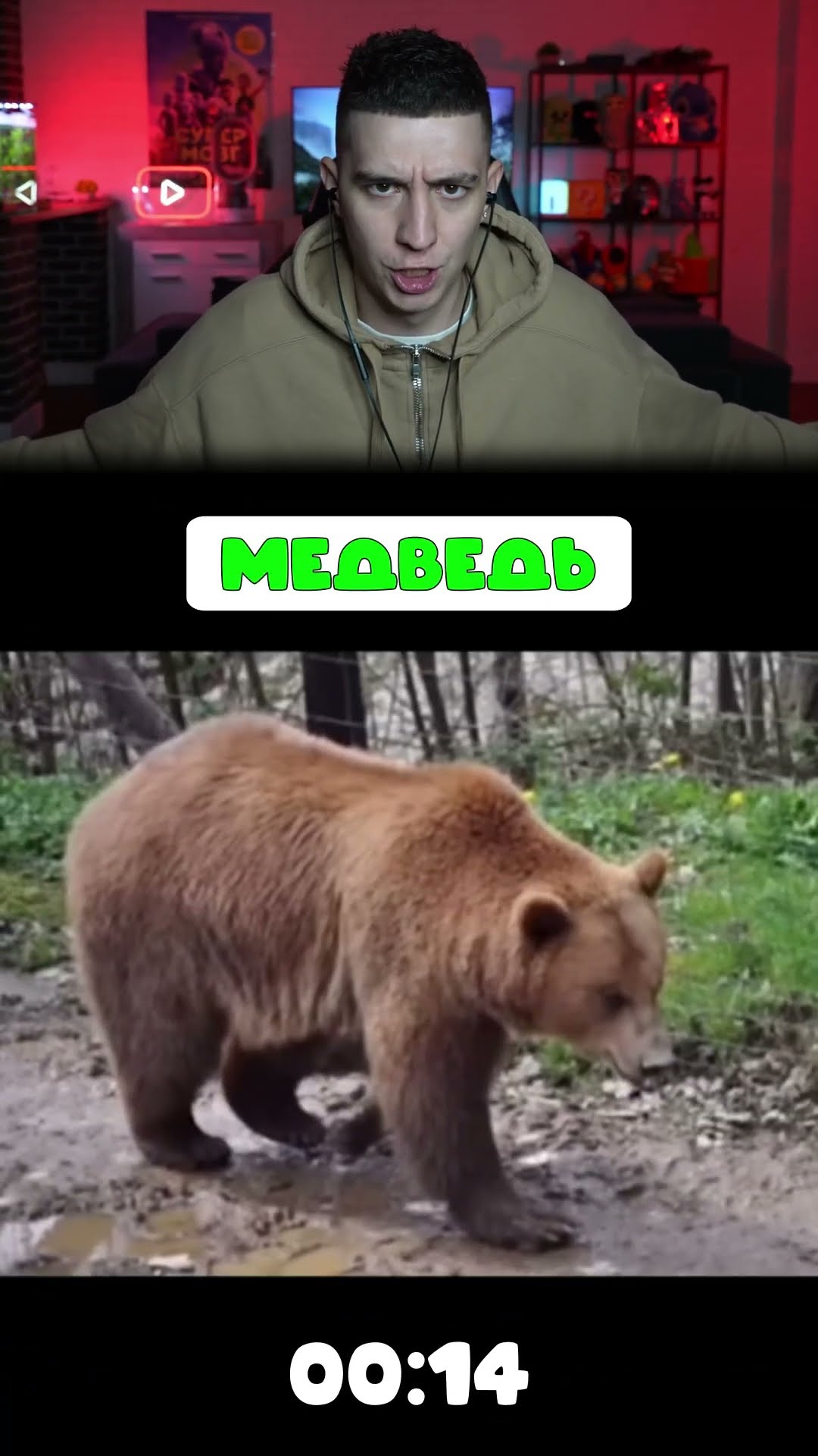 КАК ВЫГЛЯДЯТ ЖИВОТНЫЕ, ЕСЛИ ОНИ ТОЛСТЫЕ?! #Shorts #Глент