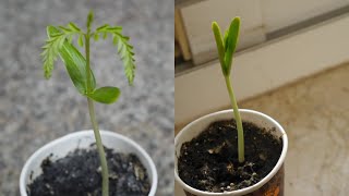 Gulmohar aka Flame Tree Timelapse || Seed to Young Tree || Day 0 to Day 12 || Dubai Garden Adventure Gulmohar aka Flame Tree Timelapse || Seed to Young Tree || Day 0 to Day 12 || Dubai Garden Adventure