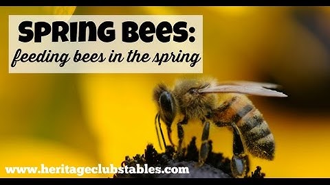 Spring Bees: (Feeding Bees in the Spring)