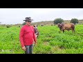 PRODUÇÃO DE LEITE NA FAZENDA QUEIMADA GRANDE, PENA FORTE - CEARÁ