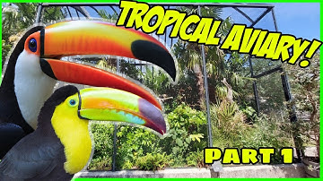 Building the ULTIMATE Toucan Aviary! Part 1