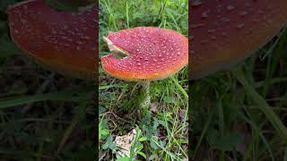 A toadstool mushroom | Fungi | Stockholm | Sweden