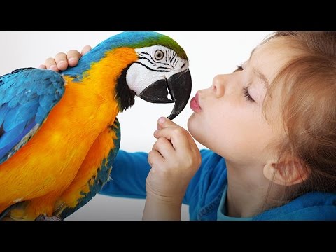 فيديو: حقيقة مثيرة للاهتمام حول الببغاوات للأطفال