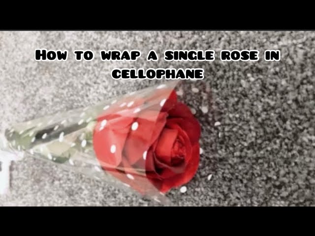 Single Red Rose In Cellophane
