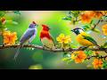Workday Revival Birdsong 🕊️🕊️🕊️ &amp; Piano for Peace &amp; Productivity