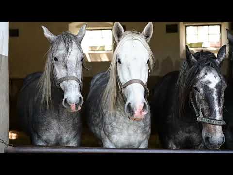 Video: Kladruby Horse Breed Hypoallergenic, Kesehatan Dan Umur