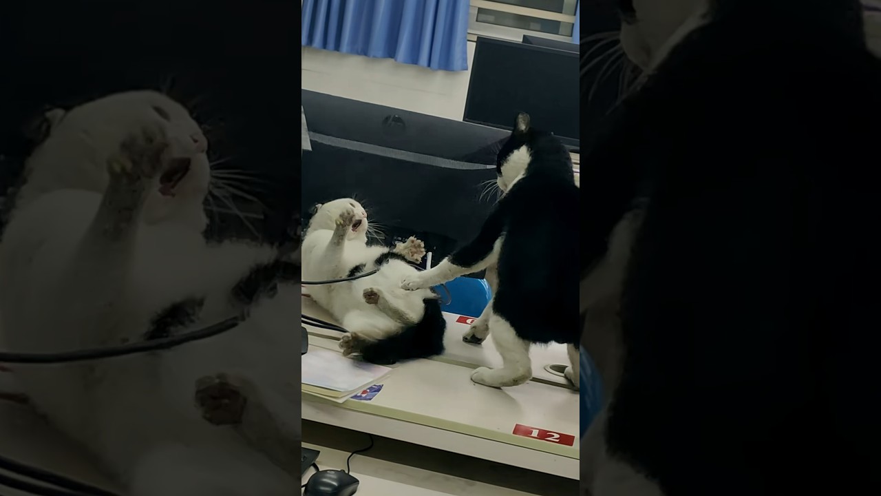 Cats Fight on Desk and Knock Computer Monitor to the Floor