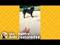 Woman Earns Stray Dog's Trust In the Sweetest Way  | The Dodo Faith = Restored