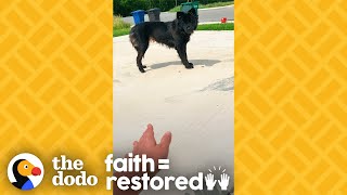 Woman Earns Stray Dog's Trust In the Sweetest Way  | The Dodo Faith = Restored