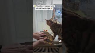 ✨Abundance Reading with Bedford the Bengal Cat