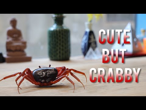 Colourful crabs raised as pets by animal lovers
