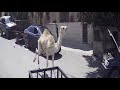 كادت ان تحصل كارثة عند ترويض الجمل مع جمال العمواسي كادت ان تحصل كارثة عند ترويض الجمل مع جمال العمواسي
