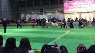 FCI JAPAN international Dog show 2016.G4GET.2G_3