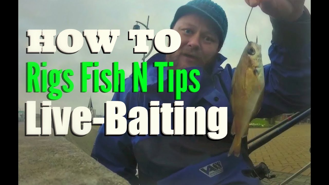 Shore Fishing Hints & Tips Rigs Fish & Live Bait YouTube
