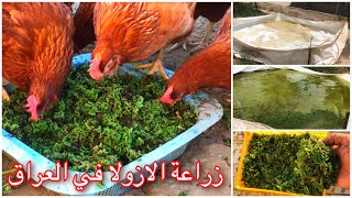 زراعة الازولا في العراق