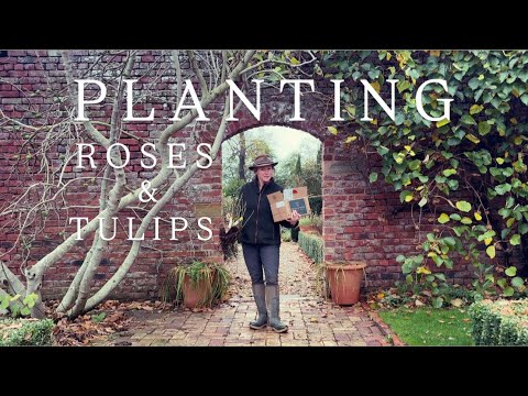 كيفية زراعة الورود والزنبق بجذور عارية زراعة خريفية سهلة لحديقة ربيعية جميلة