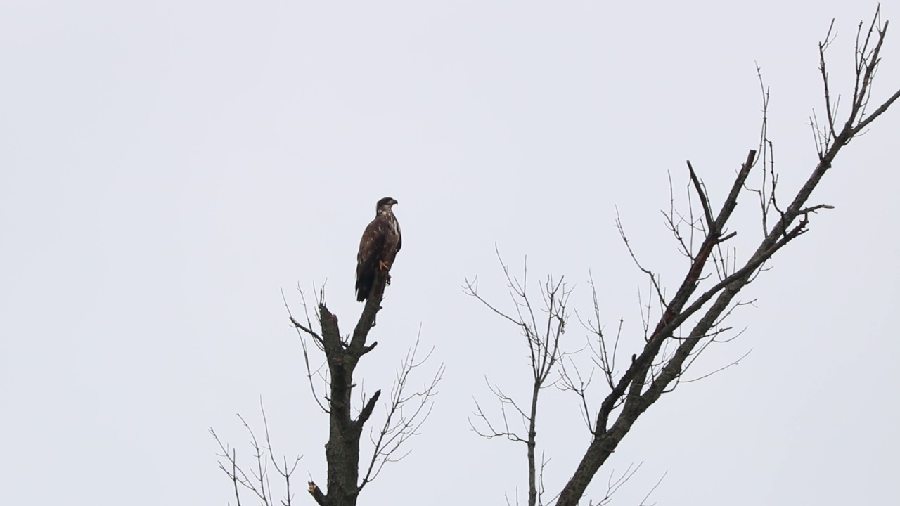 Bald Eagle birds chirping