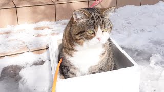 まだお家に帰りたくないねこ。Maru still doesn't want to go home.