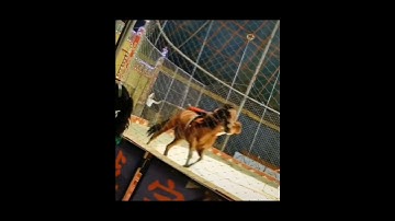 nghề diễn viên xiếc cần lắm những người trẻ nhiệt huyết với nghề #circus #shorts