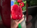 Unbelievable Giant Bell Peppers.