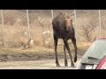 Moose tranquilized in calgary