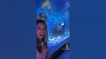 Mertailor’s Mermaid Aquarium Encounter