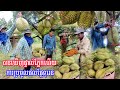 169 - លើកទី១បានមកដល់ចំការទុរេន ប៉ះចំពេលម្ចាស់ចំការប្រមូលផលផ្លែទុរេន