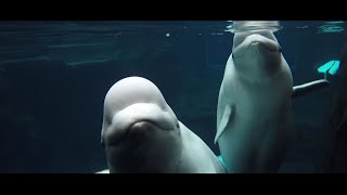 Research to Help Endangered Belugas in Alaska