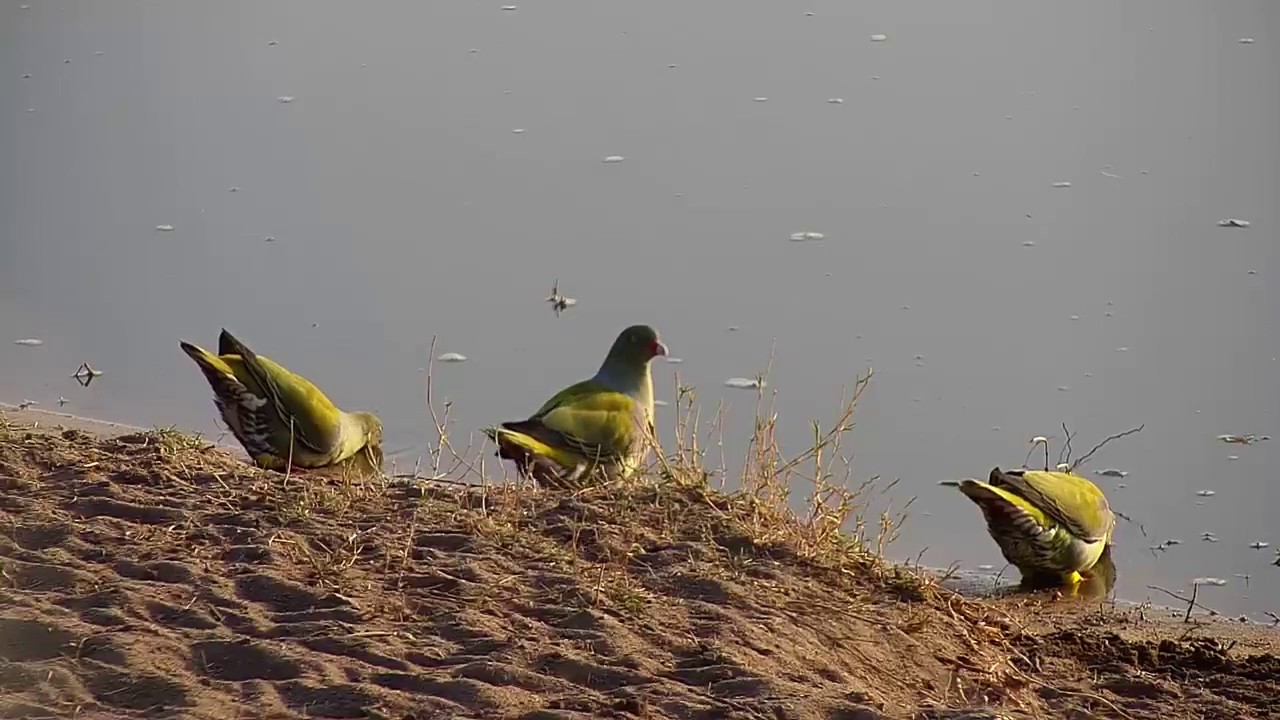 camera iphone 8 plus apk Djuma: African Green Pigeons - 07:25 - 07/25/19