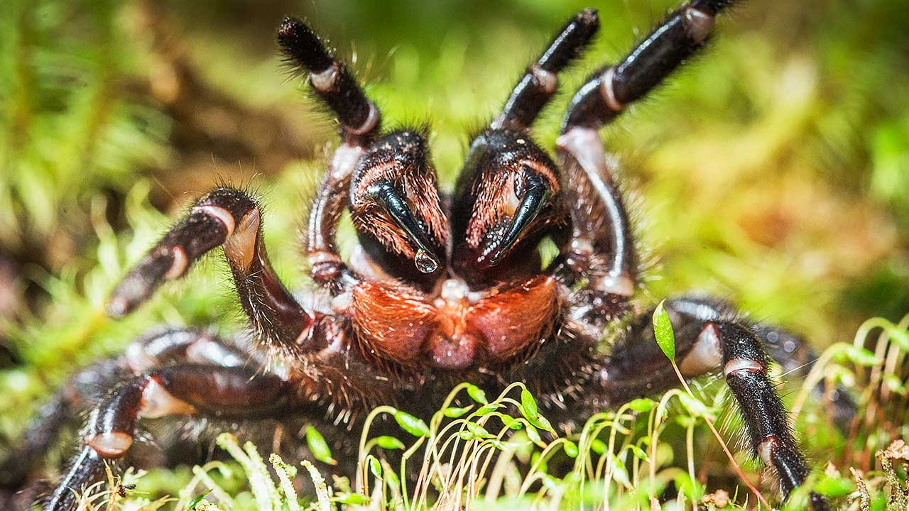 Large funnel-web spider in Booderee National Park