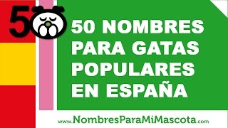 50 nombres para gatas populares en España  www.nombresparamimascota.com