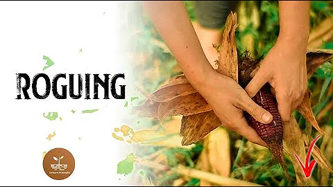 O que é a prática do roguing?