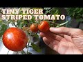 Growing Small Striped Tomatoes