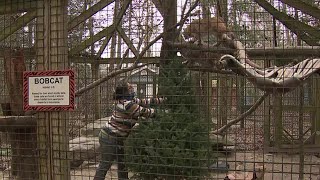 Recycling Christmas trees at the zoo in Wayne County