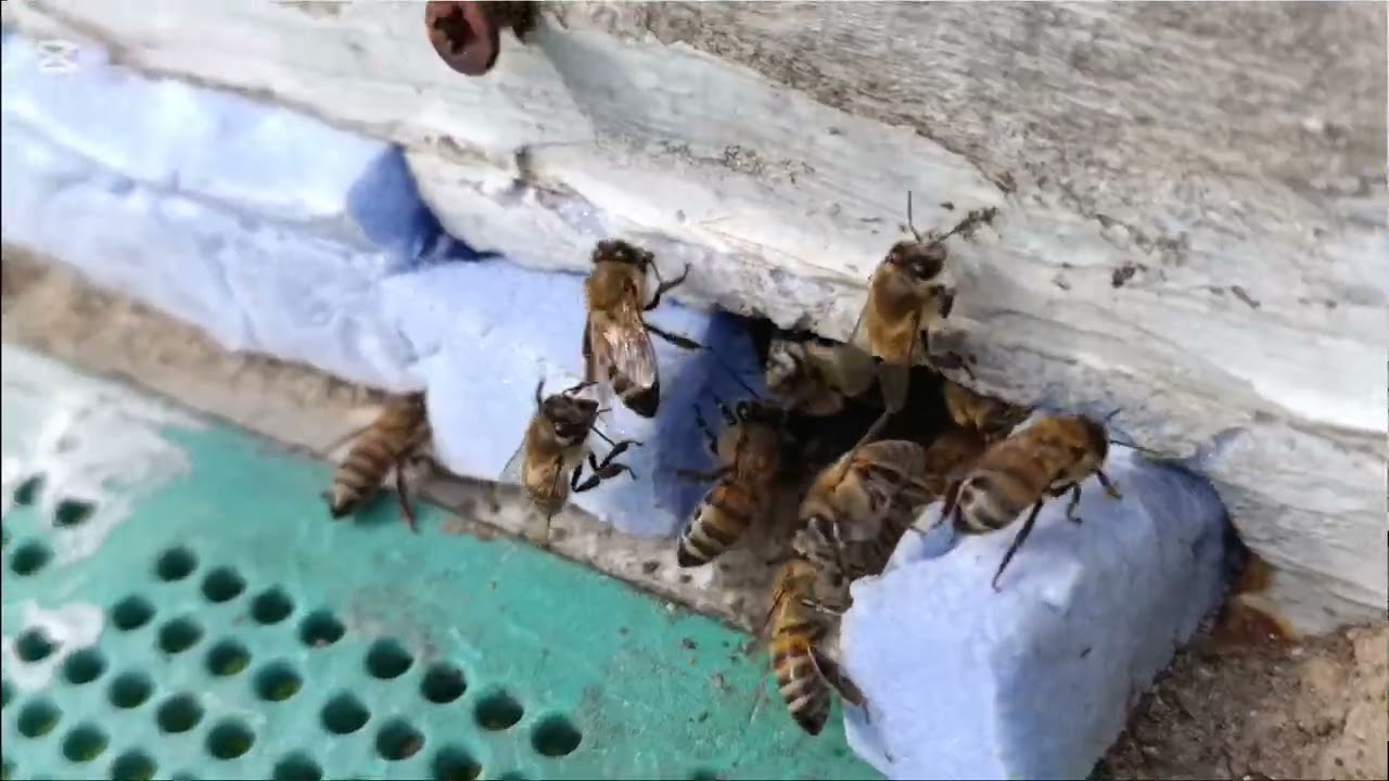 Şübat ayı arı kontrollü 2 ve varrora ilacı detaylı anlatım ne fayda