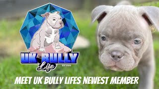Newest Member Of The Uk Bully Life Family Micro/Exotic Bully by Uk Bully Life 1,749 views 3 years ago 4 minutes, 16 seconds