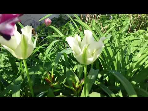 Video: Plantning Af Tulipaner Om Efteråret