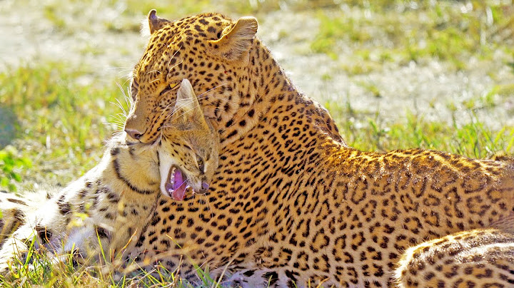 Leopard Shows No Mercy While Hunting Serval