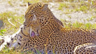 Leopard Shows No Mercy While Hunting Serval