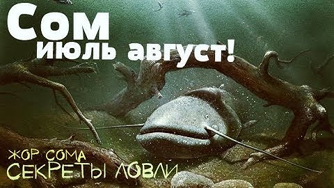 Как попасть на жор сома летом? Секреты и советы ловли сома летом в июле и августе!